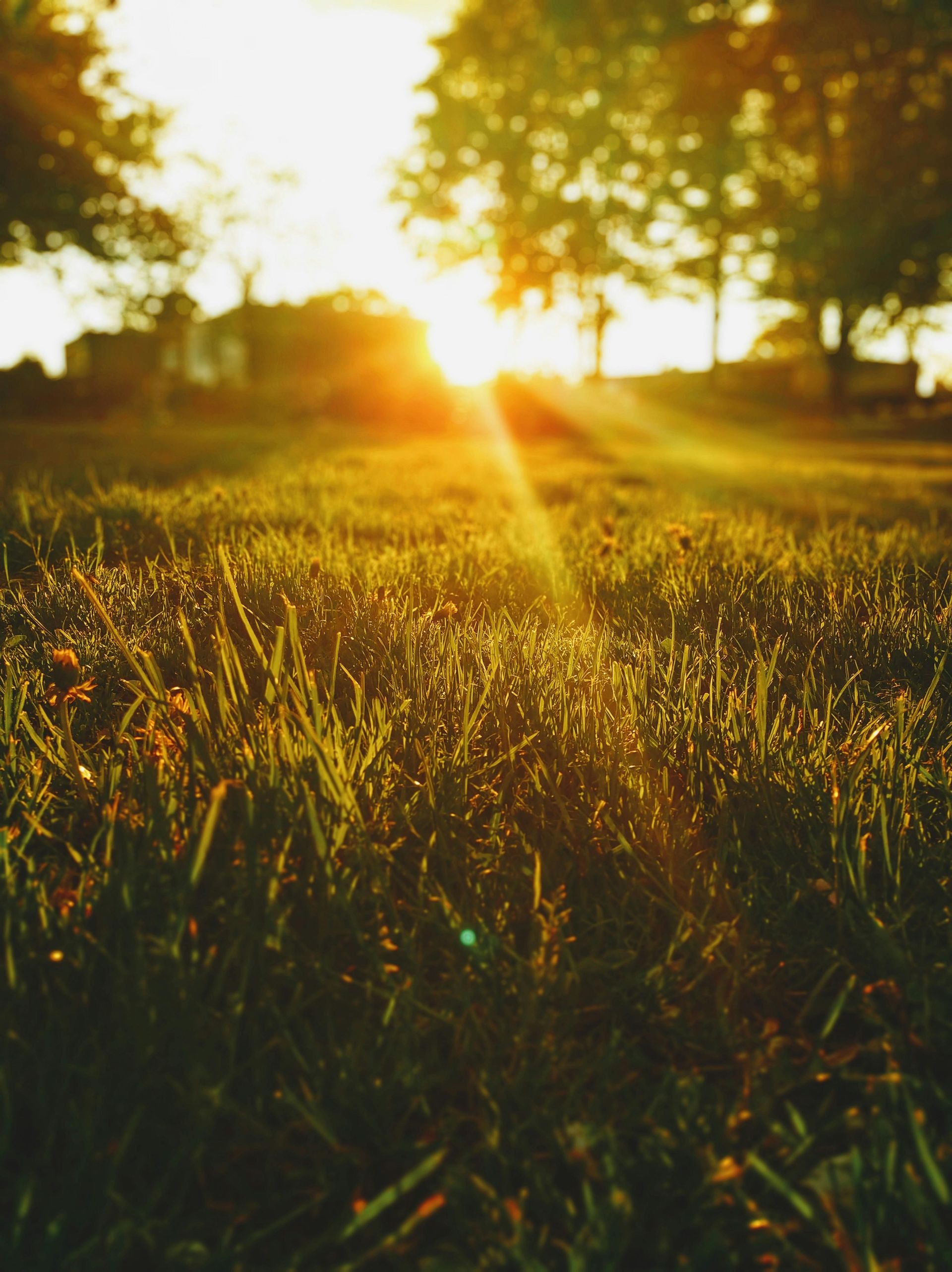 sun-with-grass